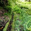 Plants: image 101 Of 208 Thumb